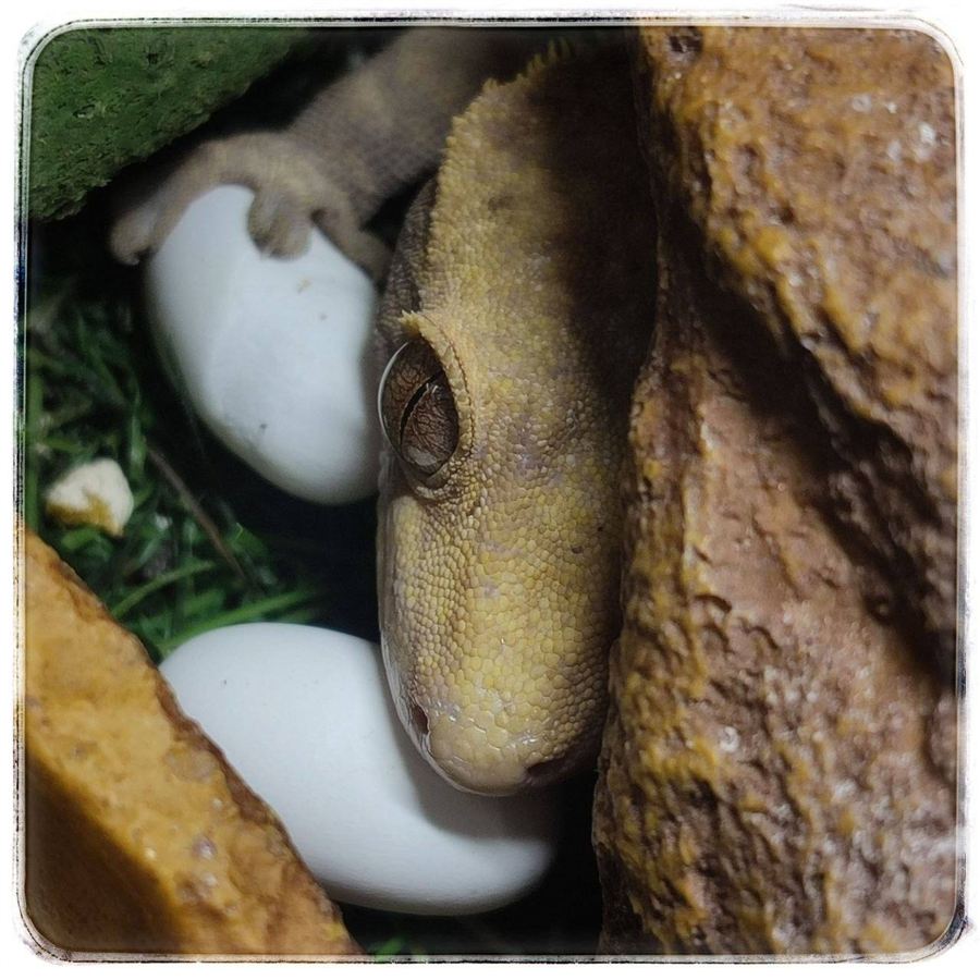 Космонавты